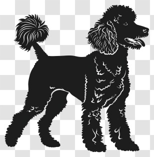 Dog Silhouette - Elegant Poodle Silhouette Transparent PNG