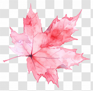 Autumn Maple Leaf - Watercolor Maple Leaf Illustration Transparent PNG