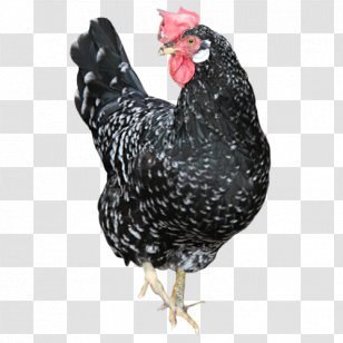 Rooster Chicken As Food Beak - Poultry - School Transparent PNG