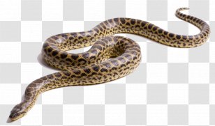 Western Diamondback Rattlesnake Green Anaconda Clip Art - Hognose Snake Transparent PNG