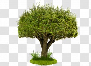 Tree Clip Art - Image Resolution Transparent PNG