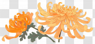 Yellow Chrysanthemum - Orange Chrysanthemum Flowers Illustration Transparent PNG