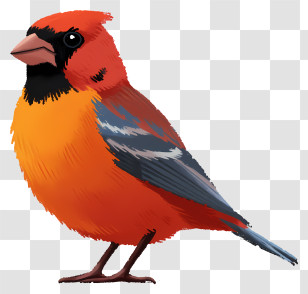 Hand Drawn Style Bird - Orange And Red Bird With Bright Feathers Transparent PNG