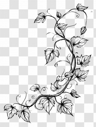 Vines Line Art - Artistic Vine Drawing With Leaves Transparent PNG