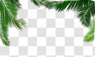 coconut tree leaves png images transparent coconut tree leaves images coconut tree leaves png images