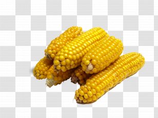 Corn On The Cob Maize Genetic Engineering Genetically Modified Food Caryopsis - Sweet - Material Transparent PNG