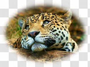 Leopard Cheetah Whiskers Snout Sepecat Jaguar Big Cats Rainforest Transparent Png