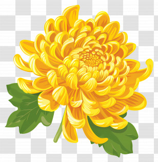 Chrysanthemum Flower - Golden Chrysanthemum Flower Art Transparent PNG