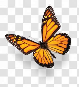 Monarch Butterfly Blue Purple Stock Photography - Bluegreen - Butterflies Transparent PNG