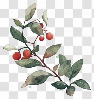 Watercolor Coffee Plant - Branch With Green Leaves And Red Berries Transparent PNG