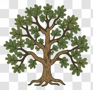Oak Tree - Detailed Oak Tree With Green Leaves Transparent PNG