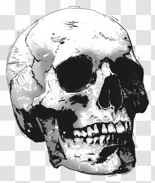 Spooky Skull - Detailed Human Skull Medical Illustration Transparent PNG