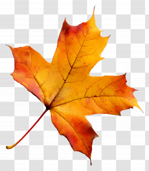 Autumn Leaf Cute - Colorful Autumn Leaf Transparent PNG