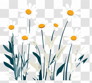 Flower Background - Bright Daisies In Cartoon Style Transparent PNG