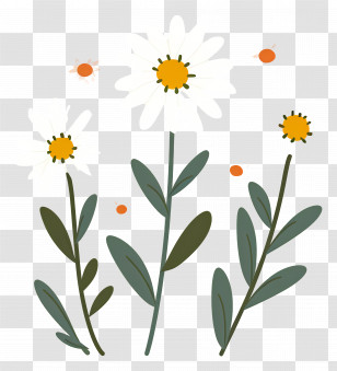 Daisy Flowers - Minimalistic Daisy Flower Illustration Transparent PNG