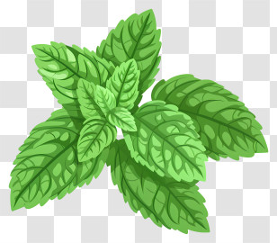 Peppermint - Fresh Green Mint Leaves Illustration Transparent PNG