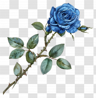 Blue Rose - Elegant Blue Rose Illustration Transparent PNG