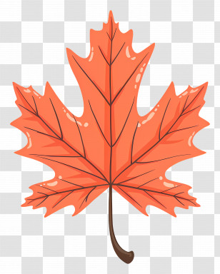 Autumn Maple Leaf - Autumn Maple Leaf Illustration Transparent PNG