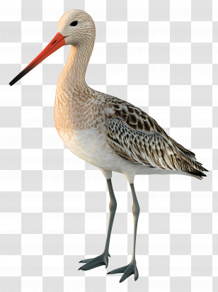 3d Godwit - Bird With Long Beak Illustration Transparent PNG