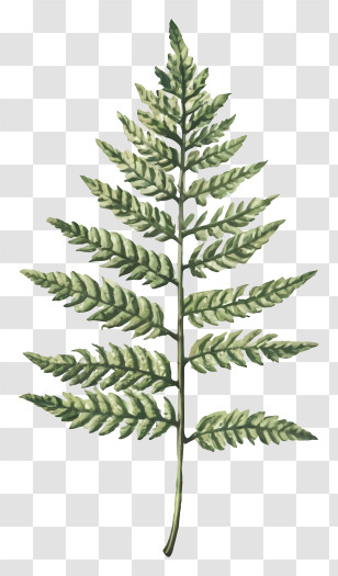 Fern Leaf - Beautifully Detailed Fern Leaf Illustration Transparent PNG