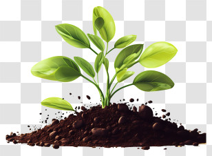 Small Green Sprout In Soil - Green Plant Sprout Growing In Soil Transparent PNG
