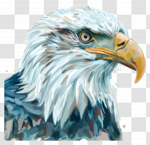 Eagle - Realistic Bald Eagle Portrait Illustration Transparent PNG
