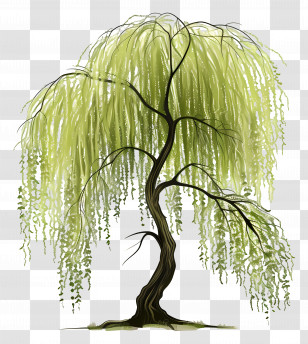 Willow Tree - Green Willow Tree Illustration Transparent PNG
