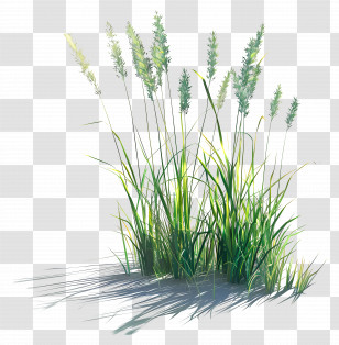 Grass Plant - Wild Grass With Seeds For Natural Meadows Transparent PNG