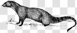Indian Gray Mongoose Drawing Clip Art - Gef - Carnivoran Transparent PNG