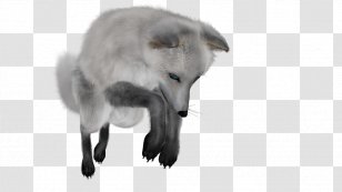 Arctic Fox Polar Bear - Dog Breed Transparent PNG