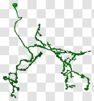 Line Point Leaf Green Clip Art - Organism - Plant Segmentation Transparent PNG