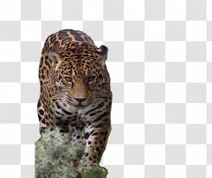Lion Jaguar African Leopard Tiger Cheetah - Whiskers Transparent PNG