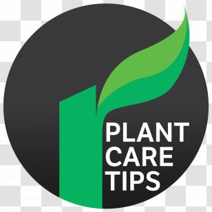 Plant-based Diet Veganism Food You Play The Girl: On Playboy Bunnies, Princesses, Trainwrecks And Other Man-Made Women - Green - Plant Transparent PNG