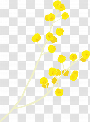 Yellow Flower Plant Chamomile Pedicel Transparent PNG