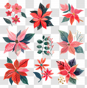 Poinsettia - Red Poinsettia Flower Collection Transparent PNG