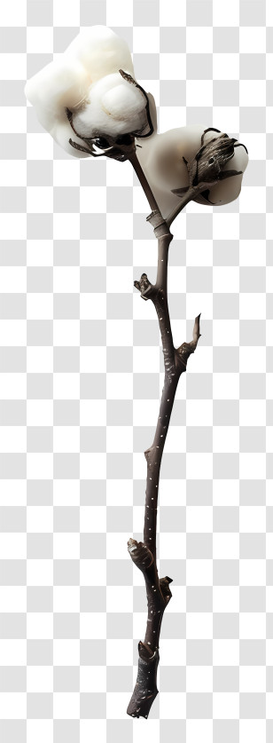 Fluffy Cotton Twig - Cotton Plant Stem With White Blooms Transparent PNG