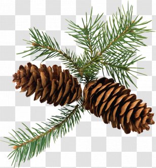 Conifer Cone Eastern White Pine Clip Art - Tree Transparent PNG