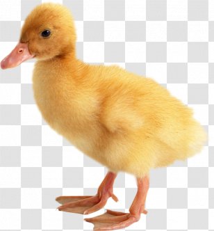 Baby Ducks American Pekin Desktop Wallpaper Monster Hunter 4 - Nursery - Duck Transparent PNG
