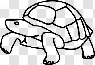 GalÃ¡pagos Islands Tortoise Turtle Drawing Clip Art - Animal Transparent PNG