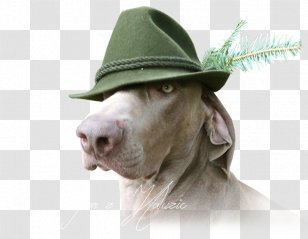 Weimaraner Sun Hat Dog Breed Snout - Sporting Group Transparent PNG