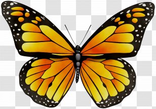 Monarch Butterfly Insect Stock Photography Clip Art - Lycaenid - Symmetry Transparent PNG