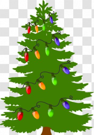 Pine Tree Fir Evergreen - Eastern White - Borders Transparent PNG