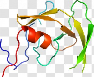 Line Organism Clip Art Transparent PNG