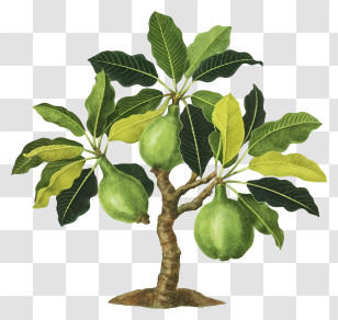 Guava Tree - Green Fruit Tree With Leaves And Branches Transparent PNG