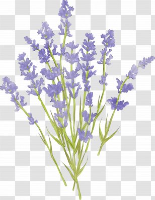 English Lavender French Essential Oil Provence - Lavandula Transparent PNG