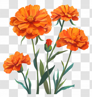 Marigold Orange - Vibrant Orange Marigold Flowers Transparent PNG