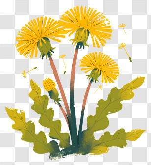 Dandelion Flower - Yellow Dandelions In Bloom Transparent PNG