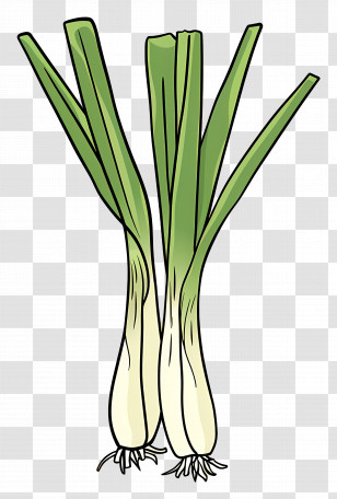 Leek - Green Onions Or Scallions Illustration Transparent PNG