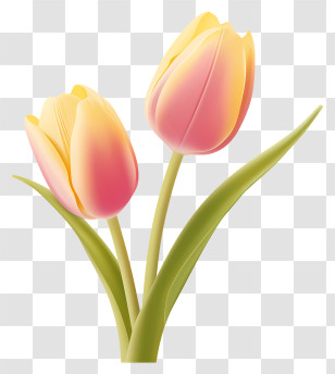 Pink Tulips - Yellow And Pink Tulips Illustration Transparent PNG