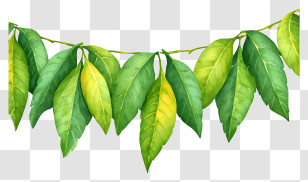 Mango Leaf Garland - Green Leaves Garland Transparent PNG